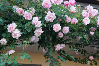 DSC09253