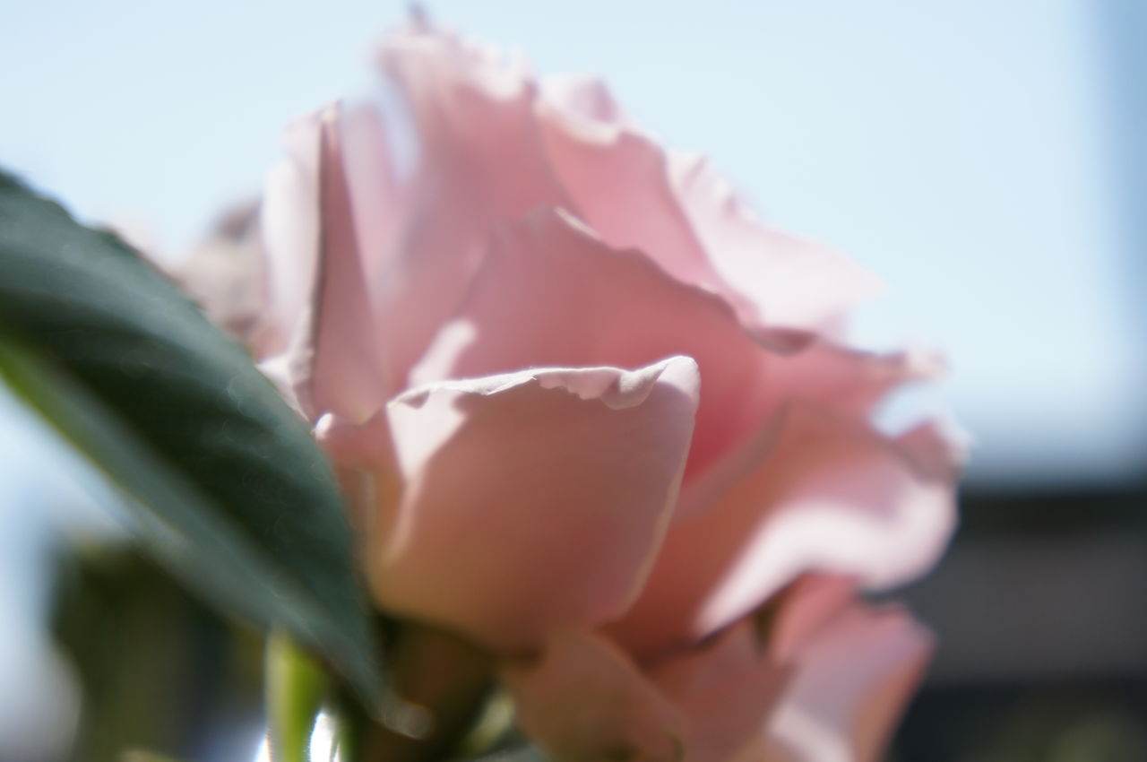 今日の主役はラ マリエか ひとり庭仕事