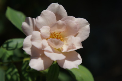DSC09084