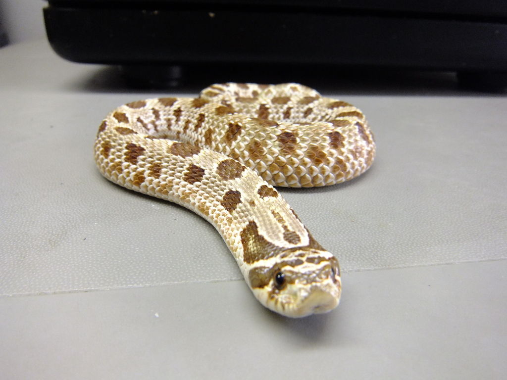 キュートなそり鼻 シシバナヘビ ペットが家族になりたそうに見ている キュートなそり鼻 シシバナヘビ ペットが家族になりたそうに見ている