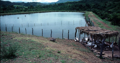 tilapia-fish-pound