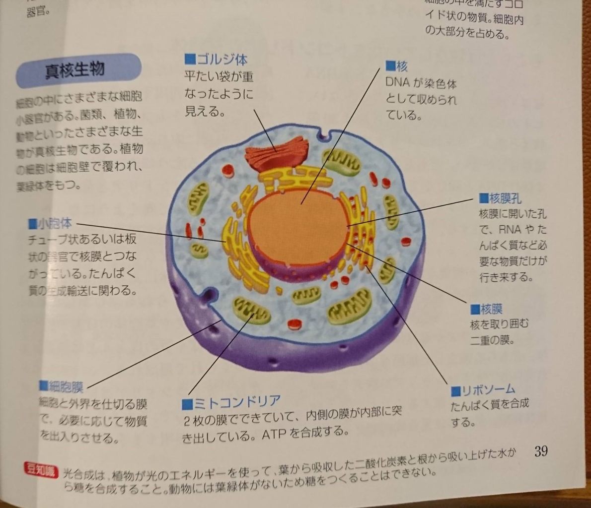 増やす ミトコンドリア