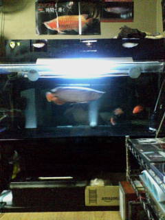 1水槽 ｴﾝﾄﾞﾘ ｱｼﾞｱｱﾛﾜﾅ飼育日記