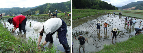 0523田植え1