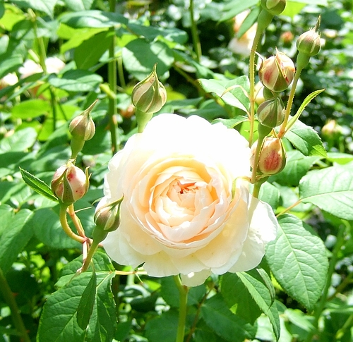 京成バラ園20120523 ERウィンダミア