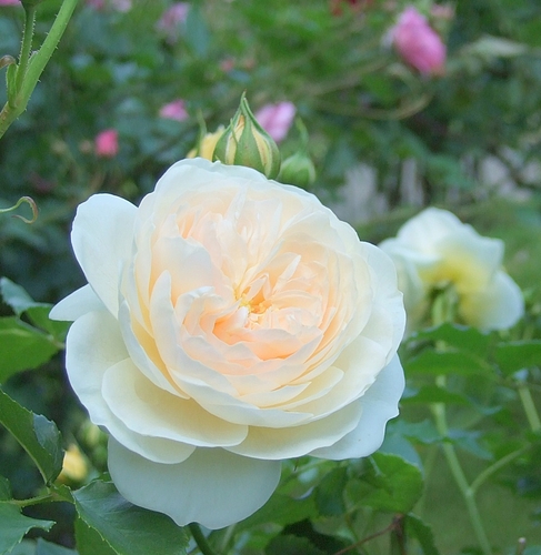 京成バラ園20120523 ERルドロウキャッスル