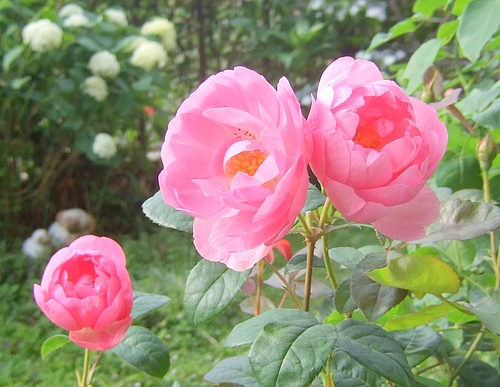 120628 ERスカイラーク開花直前