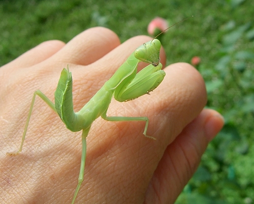 100731 ハラビロカマキリ
