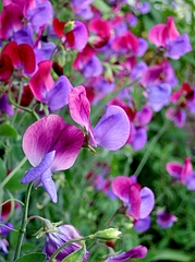 スイートピー・クパニ