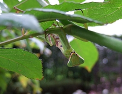 091017 カマキリ