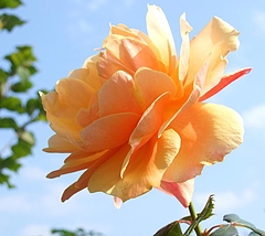 091107 アバウトフェイス