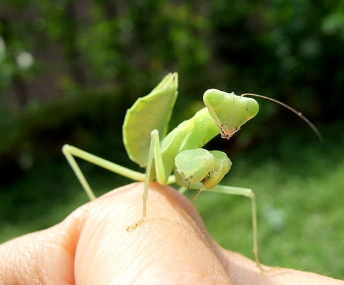 100731 ハラビロカマキリ