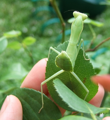 100731 ハラビロカマキリ