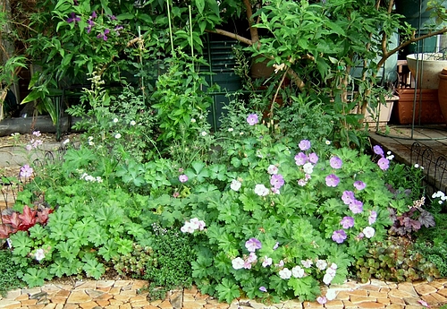 120628 宿根草植栽部分