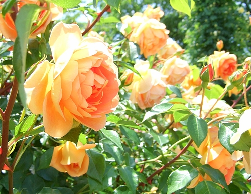 京成バラ園20120523 ERパットオースチン