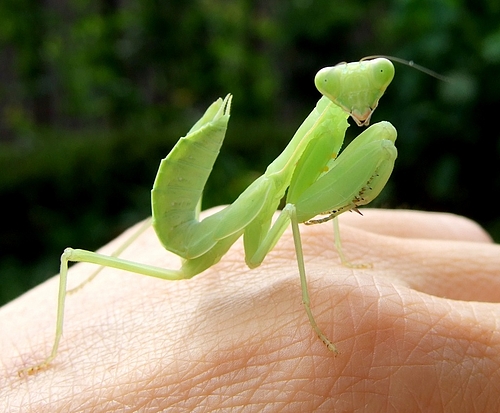 100731 ハラビロカマキリ