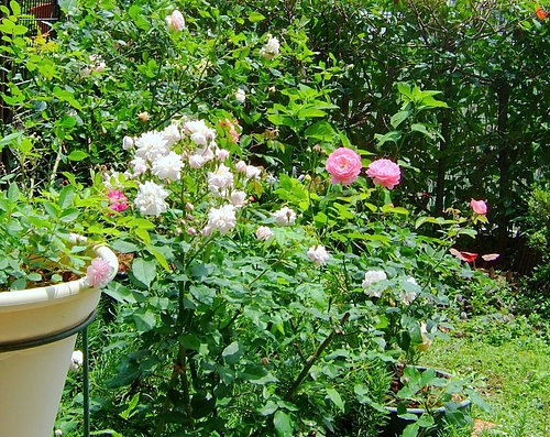 120624 鉢バラ@庭