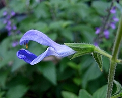 0908 086
