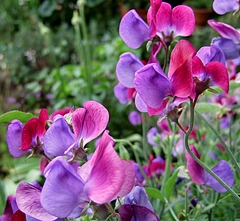 スイートピー・クパニ