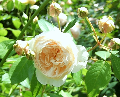 京成バラ園20120523 ERウィンダミア