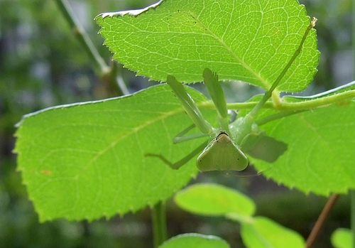 100731 ハラビロカマキリ