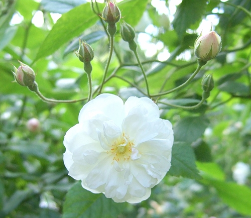 京成バラ園20120523 ERフランシーヌオースチン