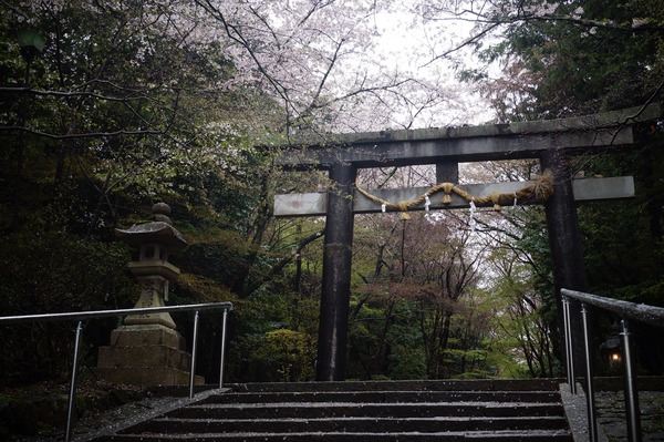 大原野神社 春009