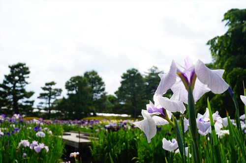 府立植物園012