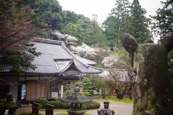 大原野神社 春019