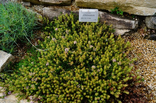 府立植物園030