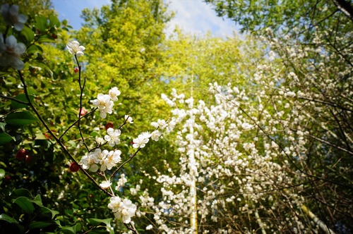 松花堂庭園031