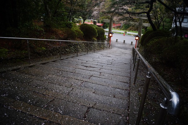 大原野神社 春024