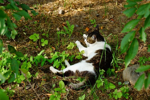 ねこ