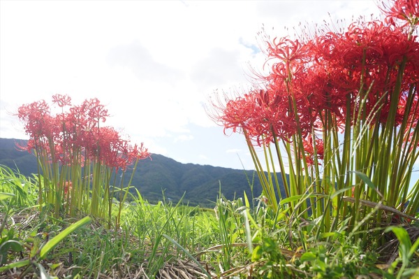 大原野029