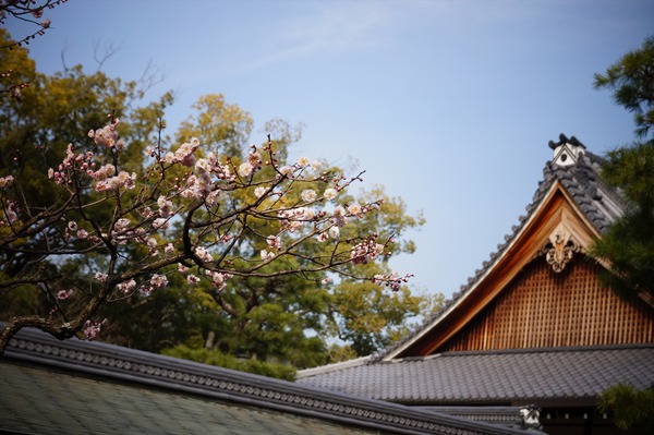 大覚寺021