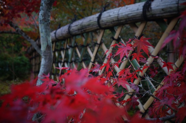 光悦寺019