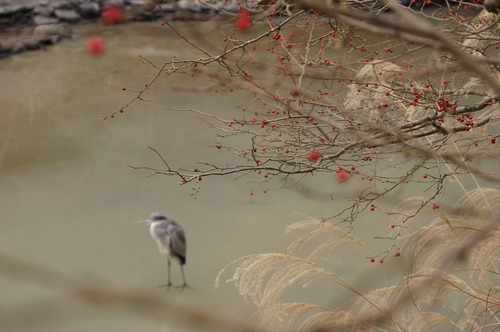 浄瑠璃寺019