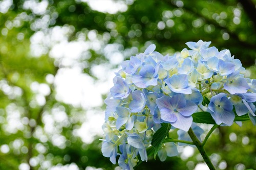 府立植物園021