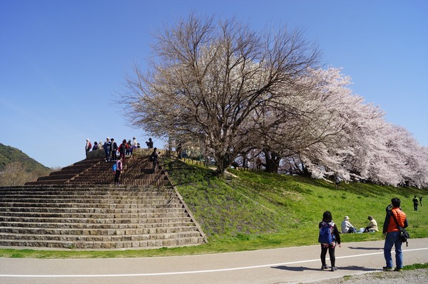 背割堤020