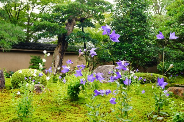 天得院006