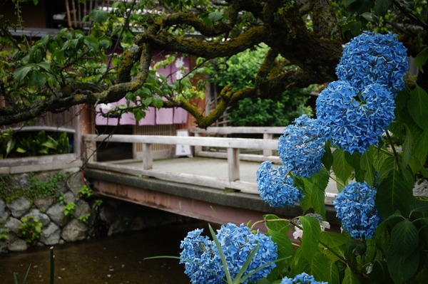 祇園白川019