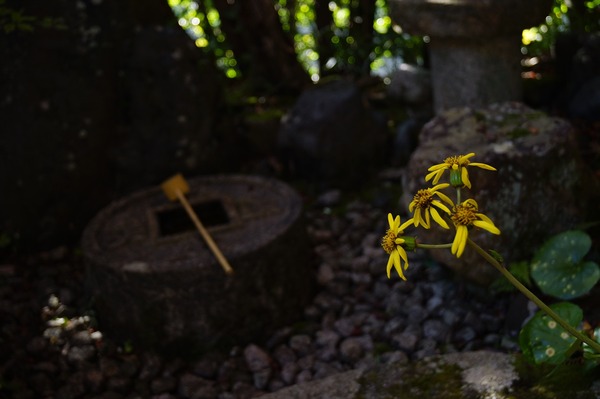 金福寺005