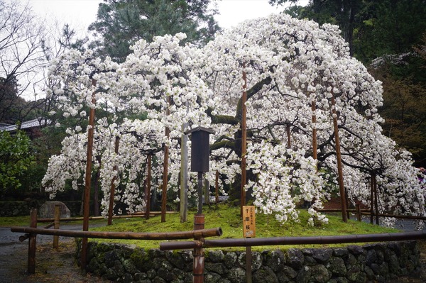 大原野神社 春011