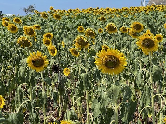 ひまわり畑に居た軽トラ廃車体 : FAIRLADY Z fan