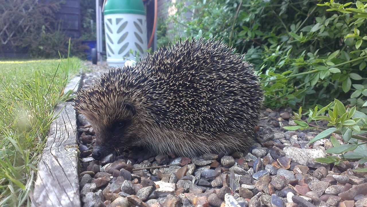 イギリスのガーデンで出会うかわいい動物たち おとぎの国のガーデナー イギリスのガーデンで出会うかわいい動物たち おとぎの国のガーデナー