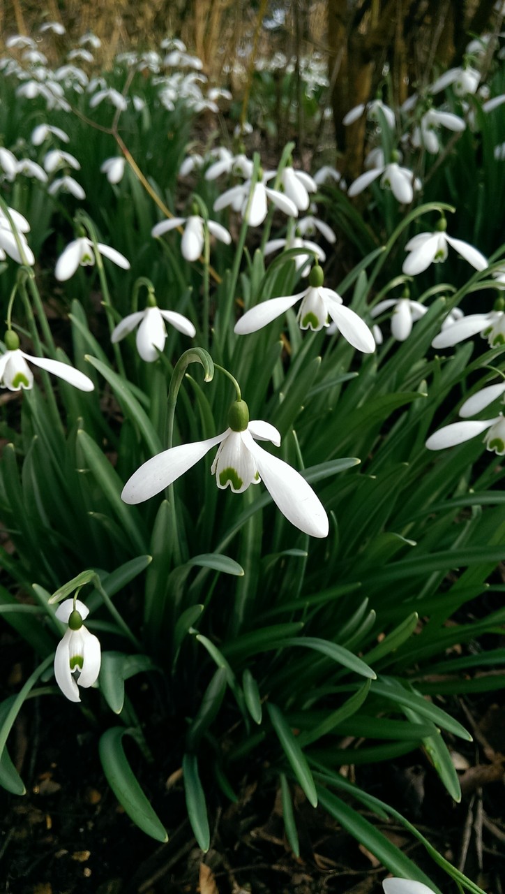 スノードロップの楽園、アングルシー・アビー。 : おとぎの国のガーデナー