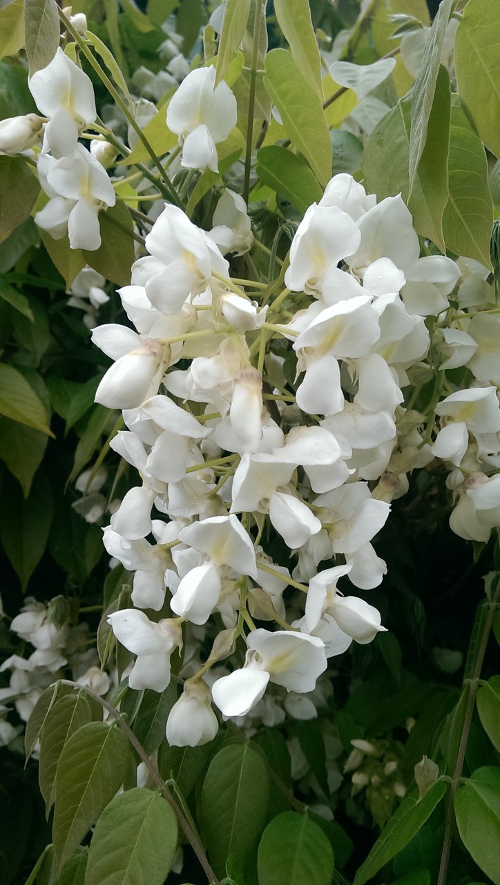 藤 の 花 白