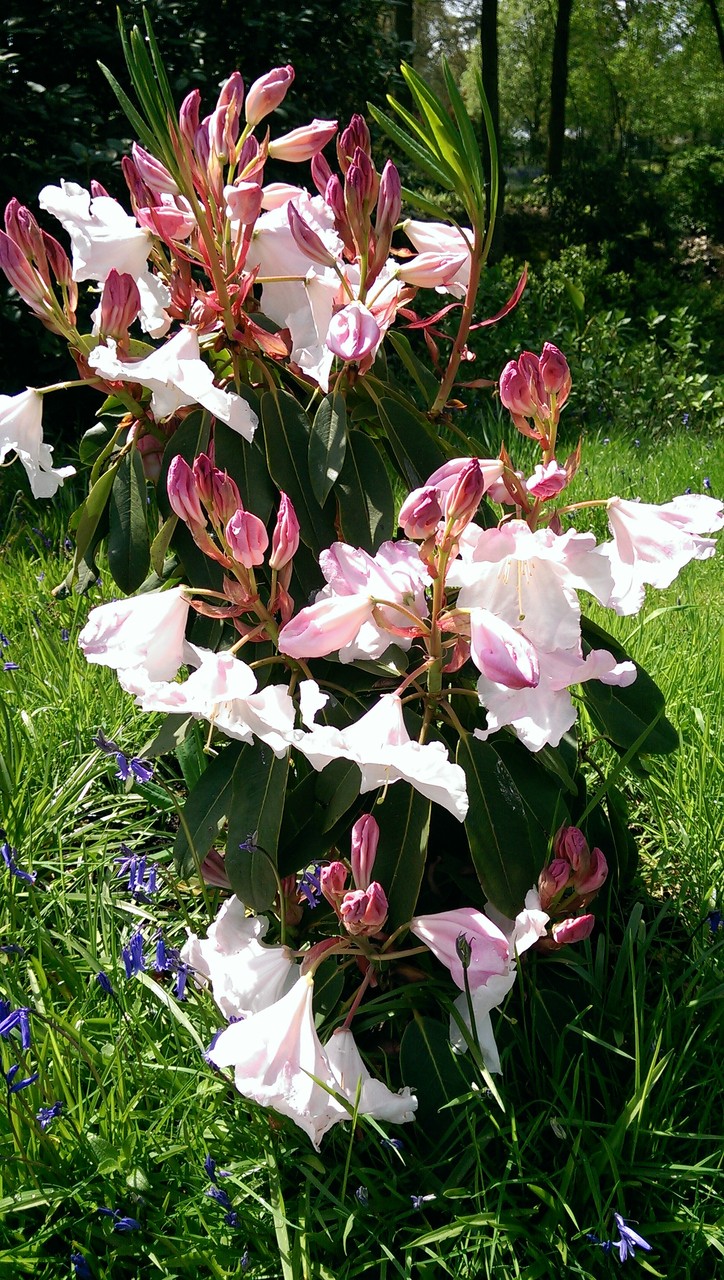 ロードデンドロン ヒトシべべサンザシ サラサドウダンの花 おとぎの国のガーデナー ロードデンドロン ヒトシべべサンザシ サラサドウダンの花 おとぎの国のガーデナー