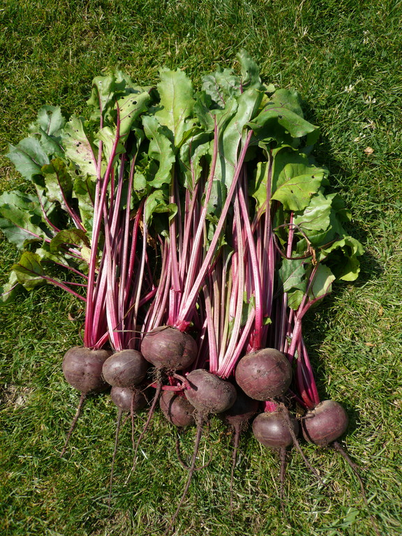 ビートルートが豊作 おとぎの国のガーデナー