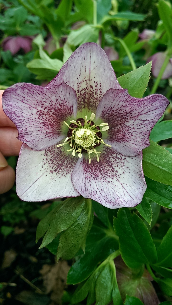 もっとあった自然交配のクリスマスローズ（パープル系） : おとぎの国